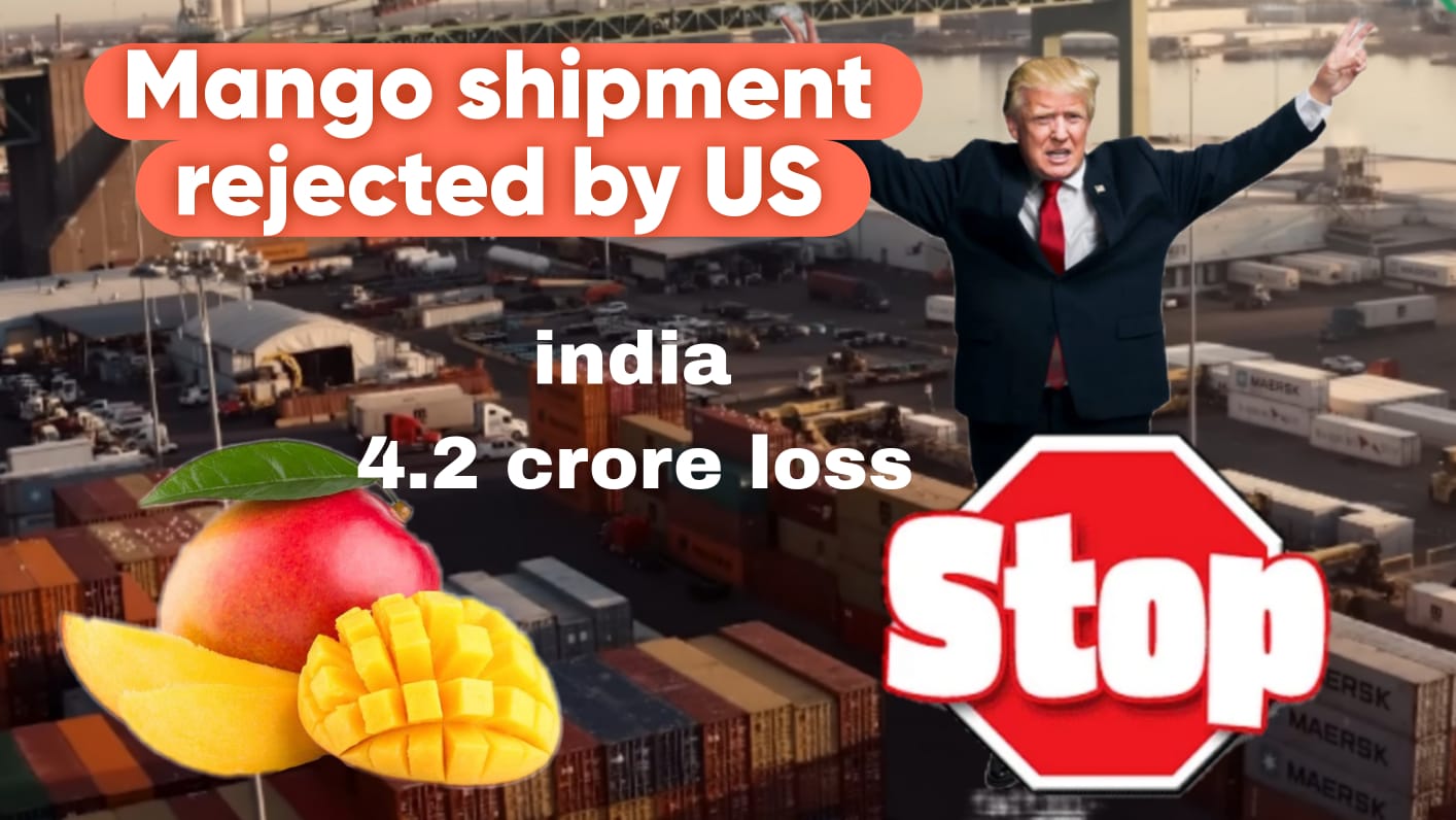 Mango Export